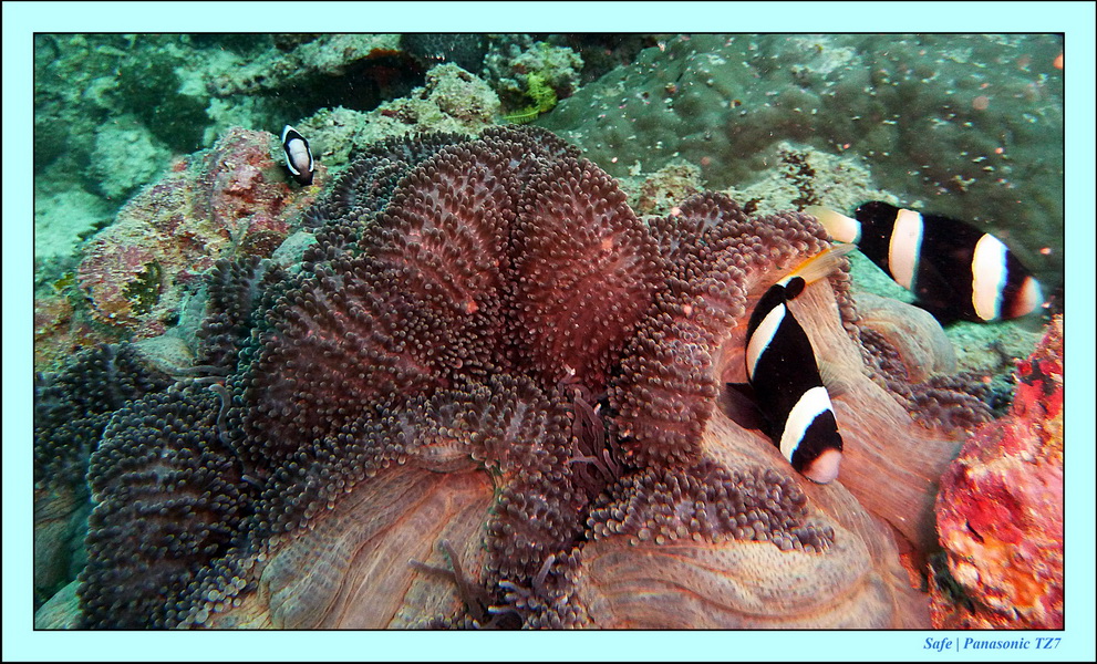 2011 - 08 - Borneo - Mantabuan 24